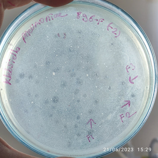 Klebsiella pneumoniae bacteriophage 180896F