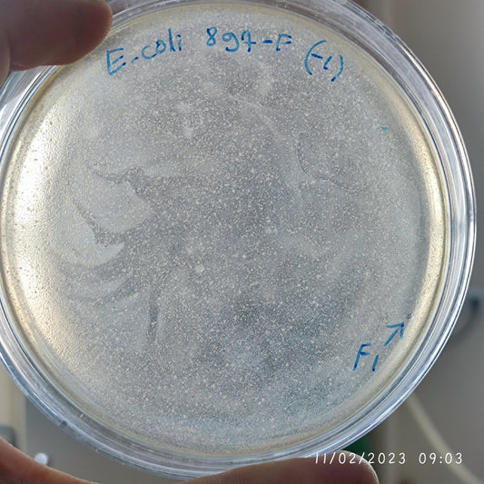 Escherichia coli bacteriophage 100897F