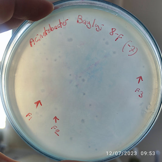 Acinetobacter baylyi bacteriophage 128008F