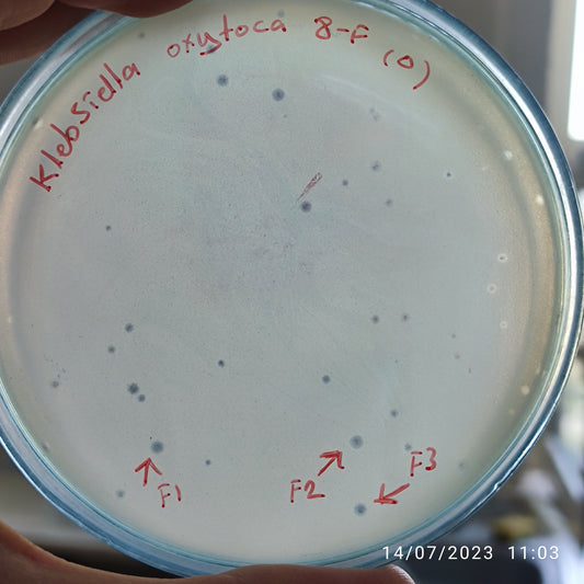 Klebsiella oxytoca bacteriophage 188008F