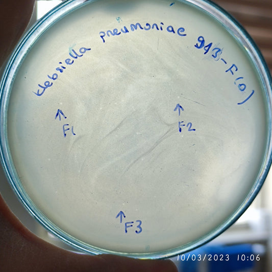 Klebsiella pneumoniae bacteriophage 180913F