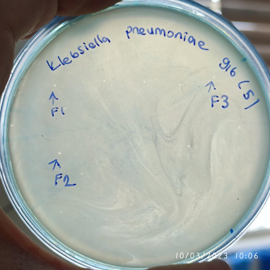 Klebsiella pneumoniae bacteriophage 180916F