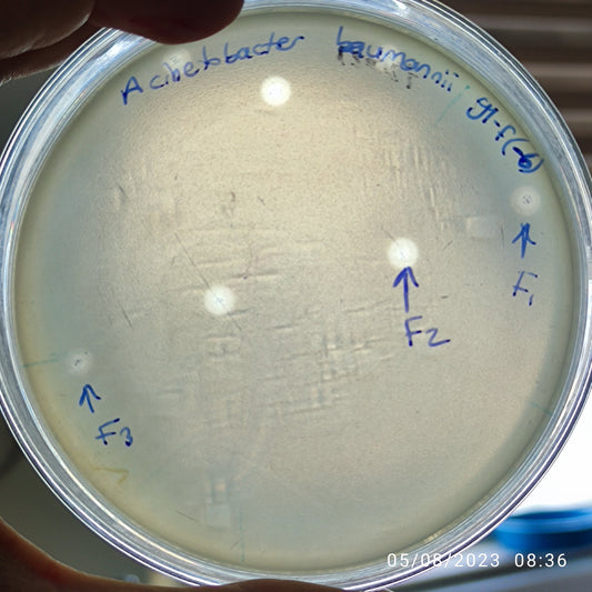 Acinetobacter baumannii bacteriophage 120091F