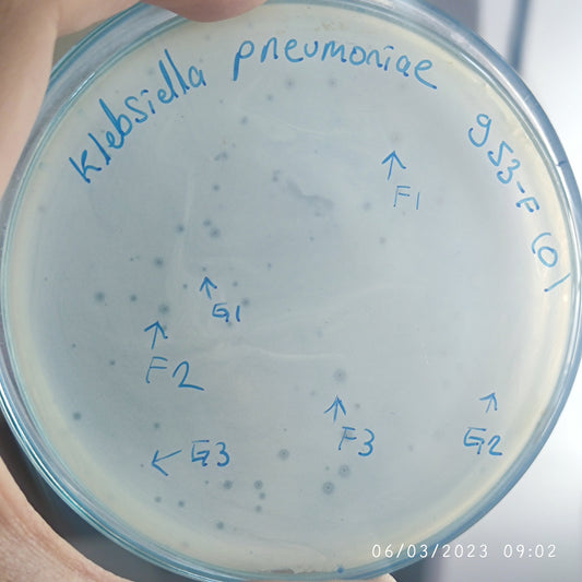 Klebsiella pneumoniae bacteriophage 180953F