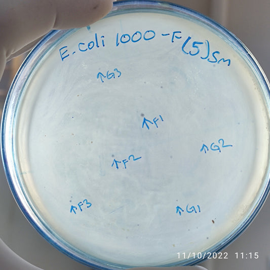 Escherichia coli bacteriophage 101000G