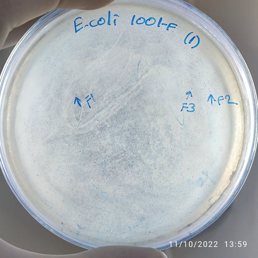 Escherichia coli bacteriophage 101001F