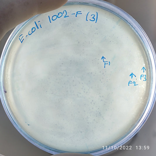 Escherichia coli bacteriophage 101002F
