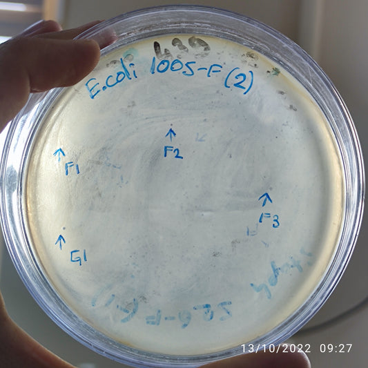 Escherichia coli bacteriophage 101005G