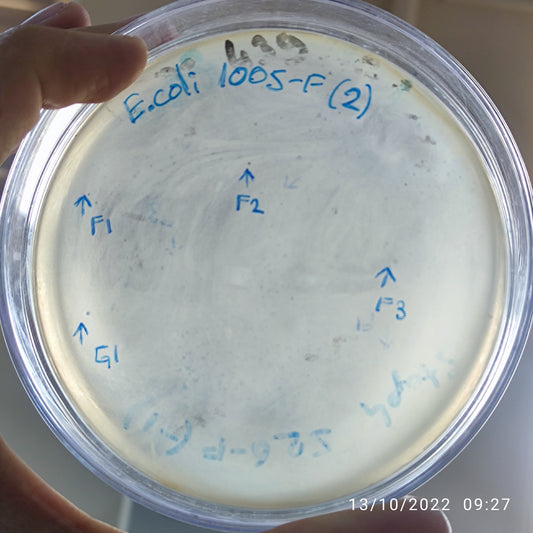 Escherichia coli bacteriophage 101005F