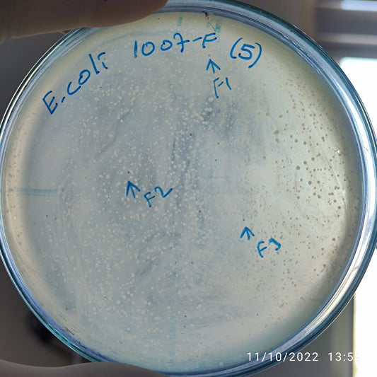 Escherichia coli bacteriophage 101007F