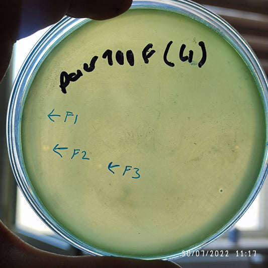 Pseudomonas aeruginosa bacteriophage 130100F