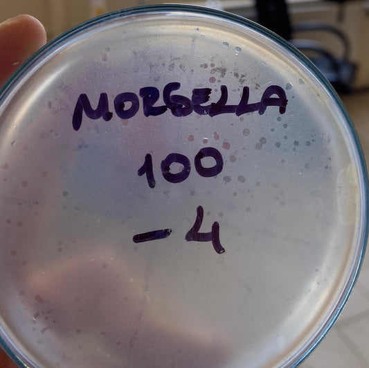 Morganella morganii bacteriophage 200100A