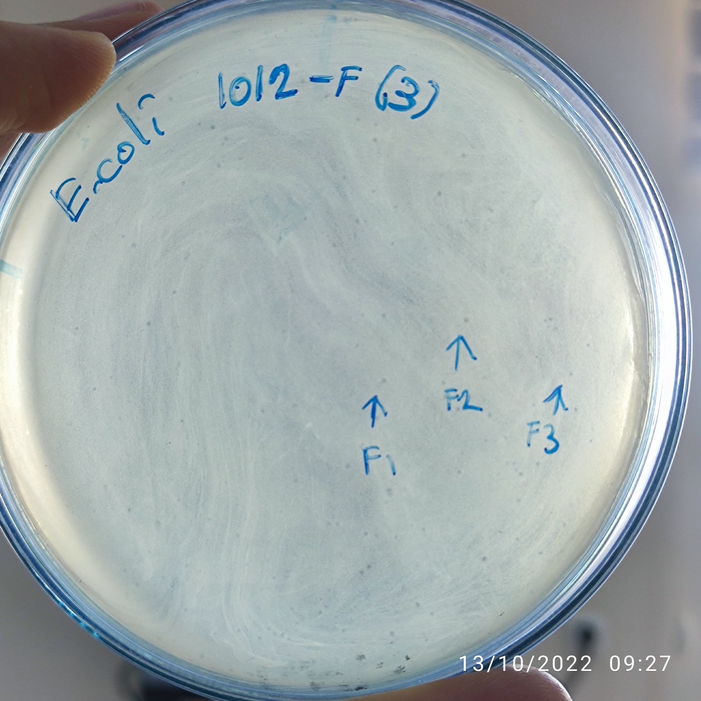 Escherichia coli bacteriophage 101012F