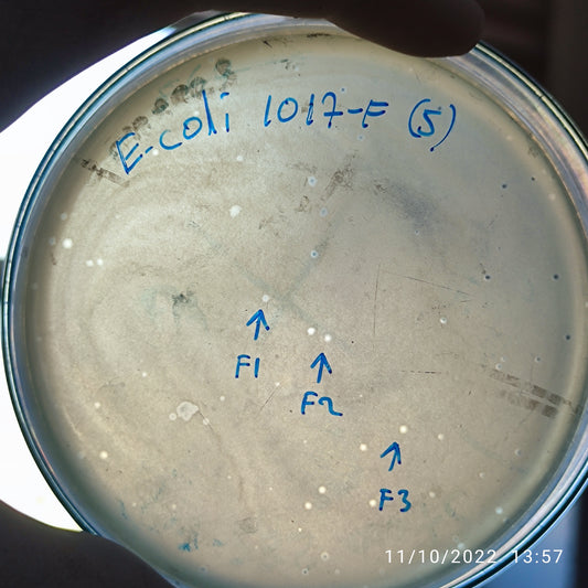 Escherichia coli bacteriophage 101017F