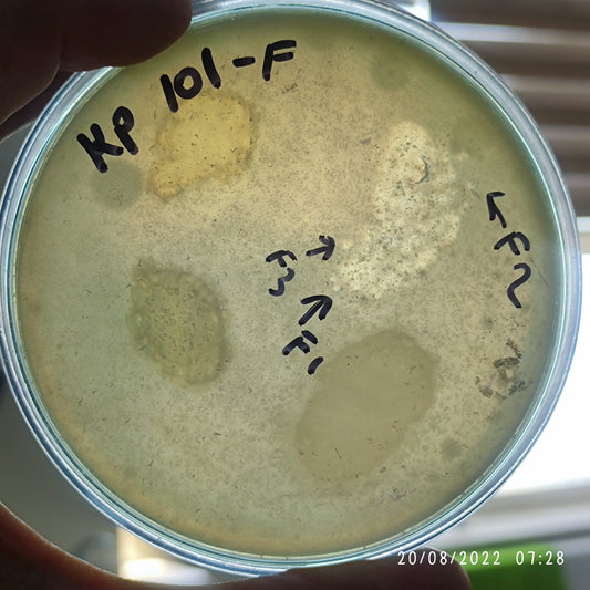 Klebsiella pneumoniae bacteriophage 180101F
