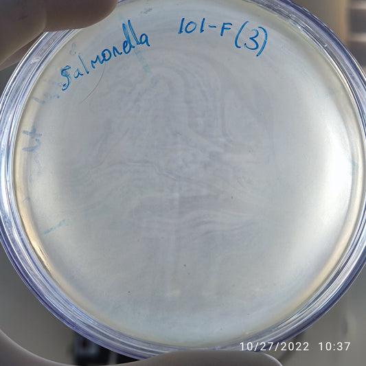 Salmonella bacteriophage 200101F