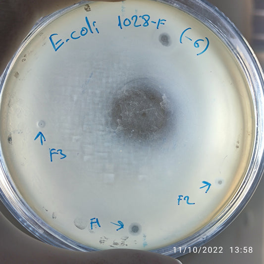 Escherichia coli bacteriophage 101028F