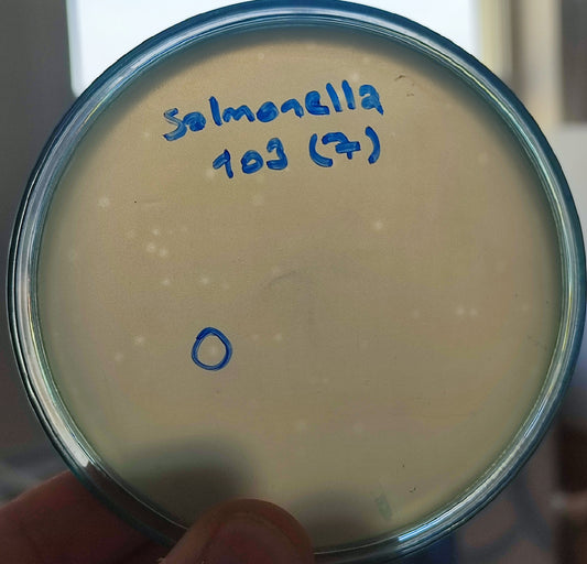 Salmonella bacteriophage 200103D