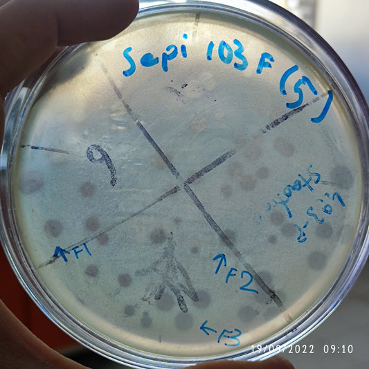 Staphylococcus epidermidis bacteriophage 158103F