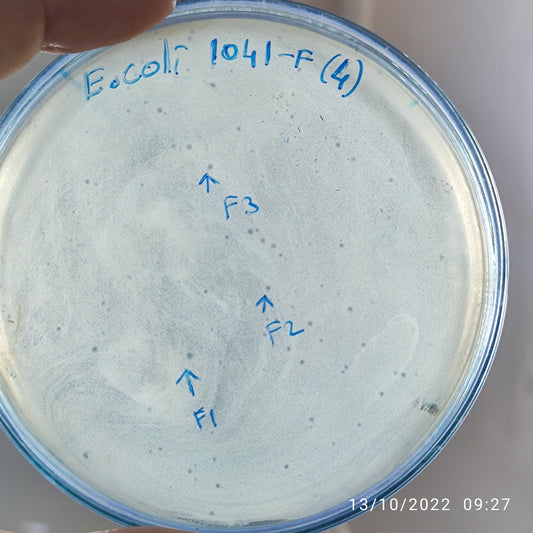 Escherichia coli bacteriophage 101041F