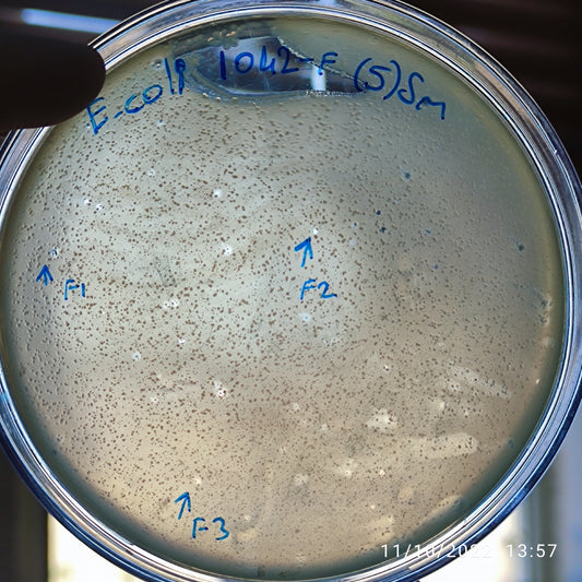 Escherichia coli bacteriophage 101042F
