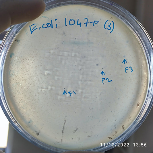 Escherichia coli bacteriophage 101047F