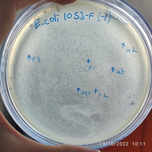 Escherichia coli bacteriophage 101053F