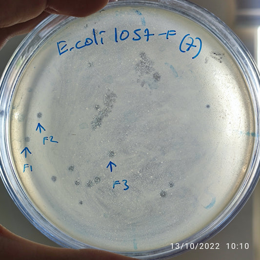 Escherichia coli bacteriophage 101057F