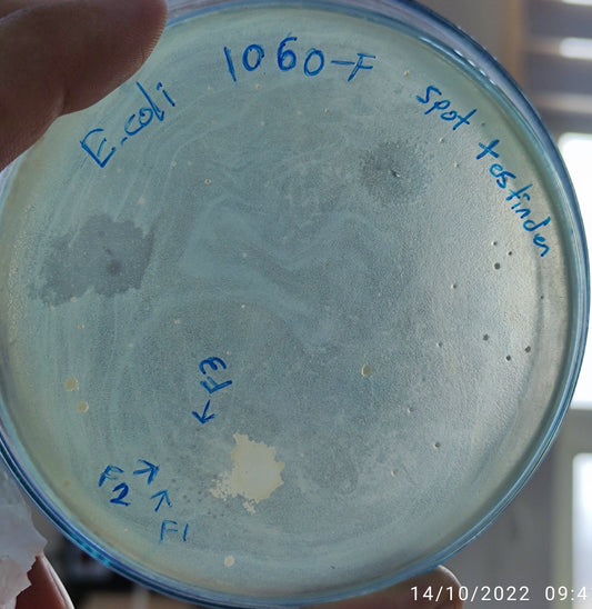 Escherichia coli bacteriophage 101060F