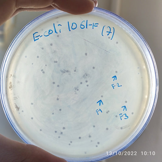 Escherichia coli bacteriophage 101061F