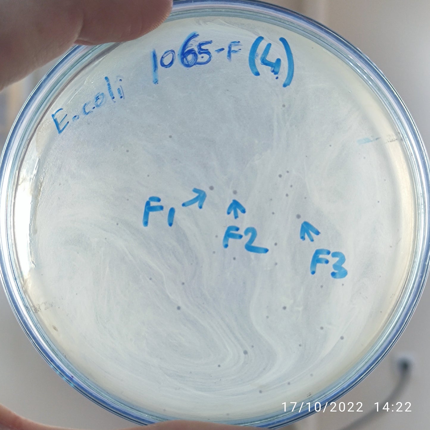 Escherichia coli bacteriophage 101065F