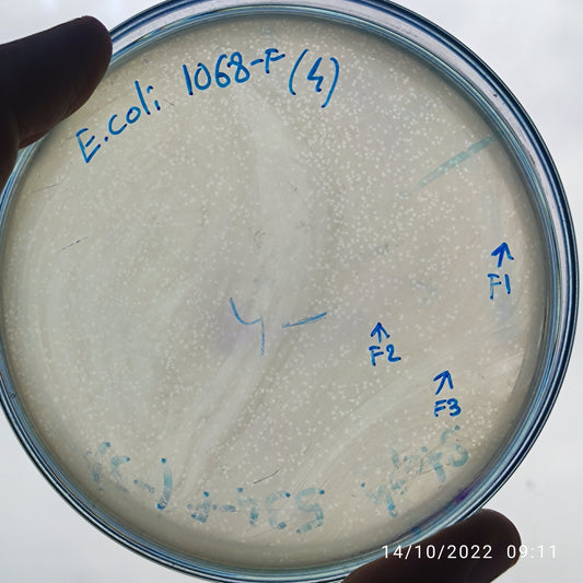 Escherichia coli bacteriophage 101068F