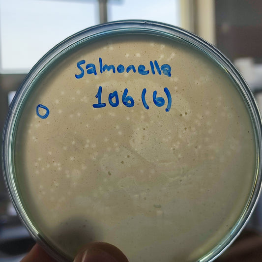 Salmonella bacteriophage 200106D