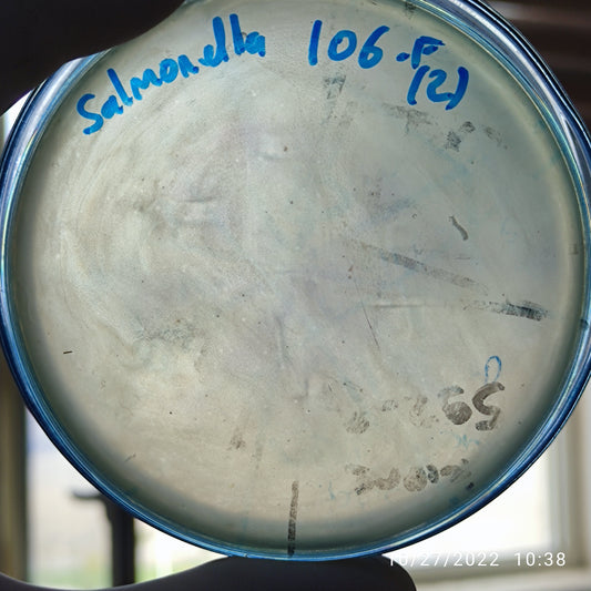 Salmonella bacteriophage 200106F