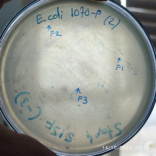 Escherichia coli bacteriophage 101070F