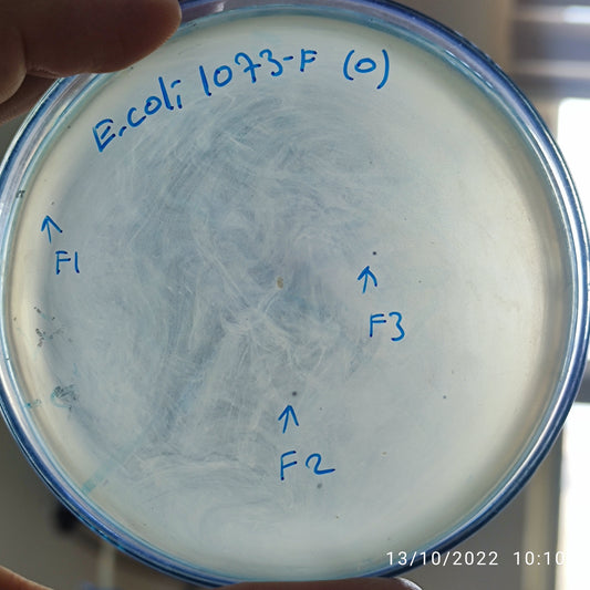 Escherichia coli bacteriophage 101073F