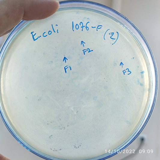 Escherichia coli bacteriophage 101076F