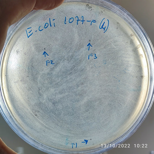 Escherichia coli bacteriophage 101077F
