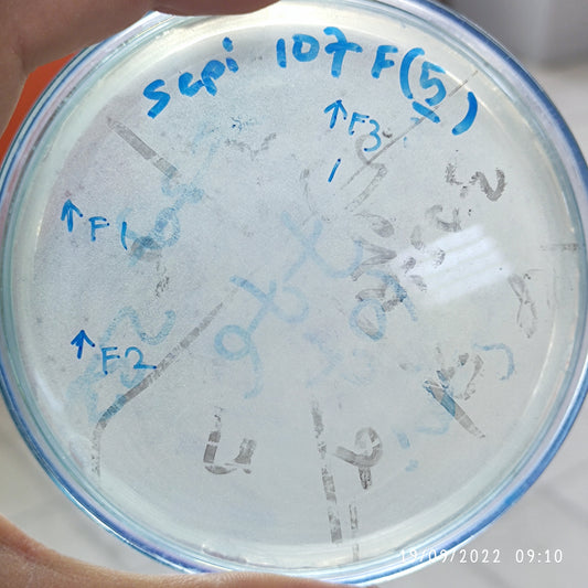 Staphylococcus epidermidis bacteriophage 158107F