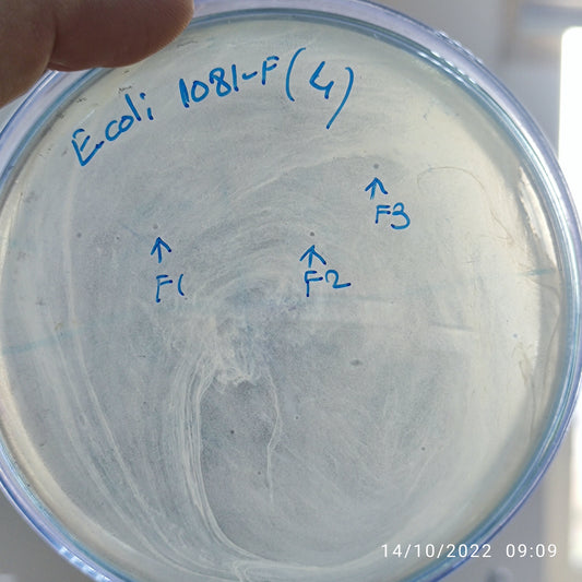 Escherichia coli bacteriophage 101081F