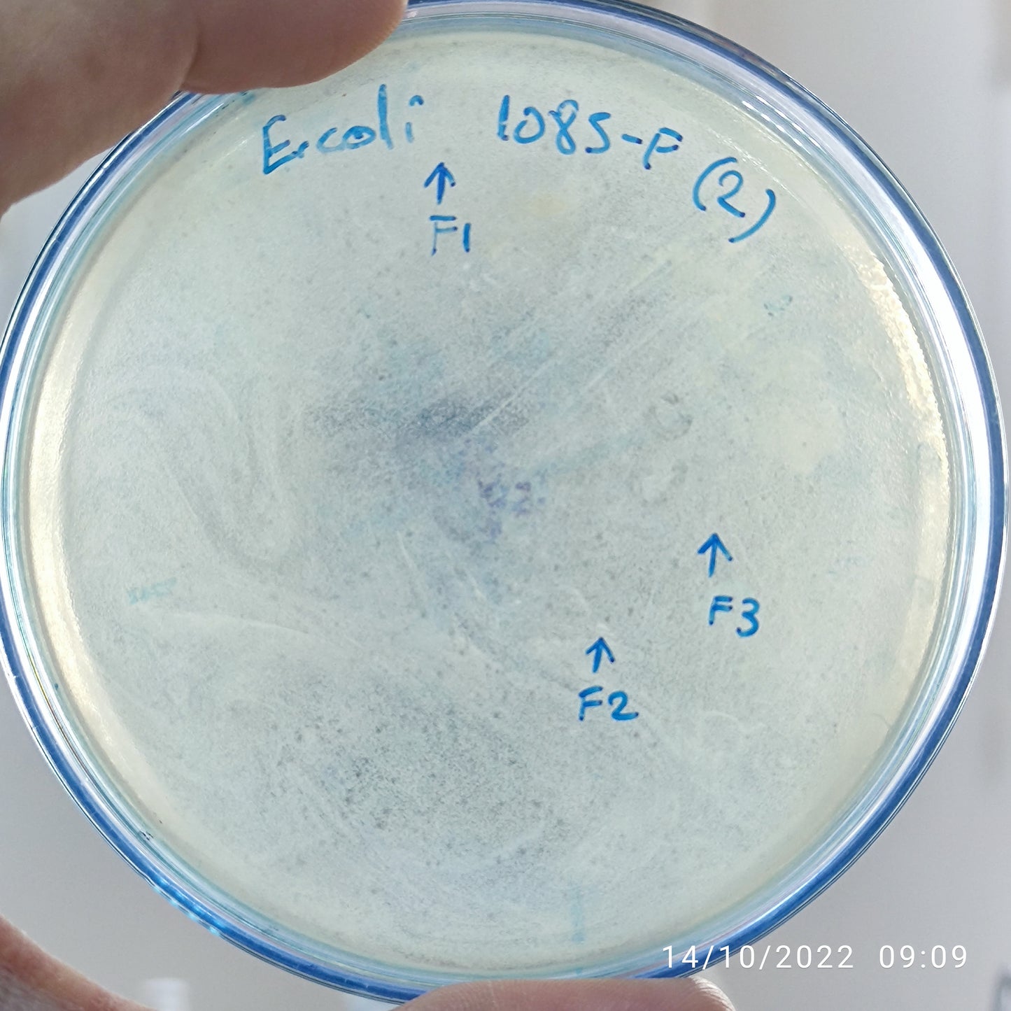 Escherichia coli bacteriophage 101085F