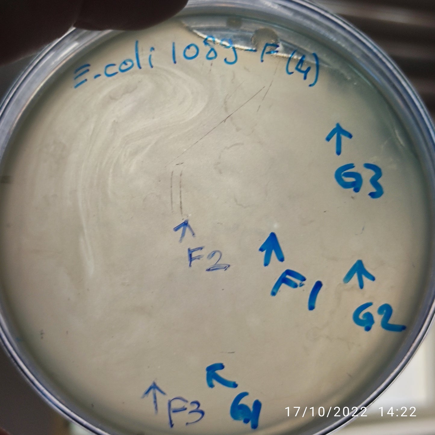 Escherichia coli bacteriophage 101089F