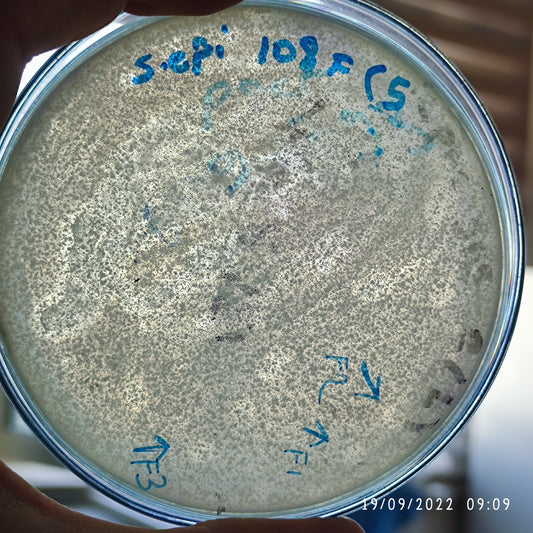 Staphylococcus epidermidis bacteriophage 158108F
