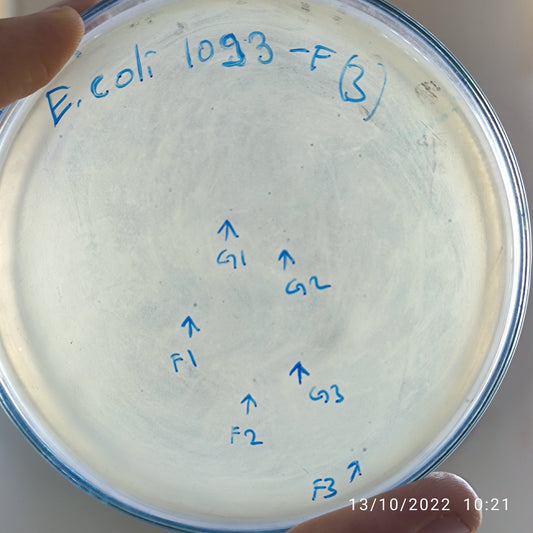 Escherichia coli bacteriophage 101093F