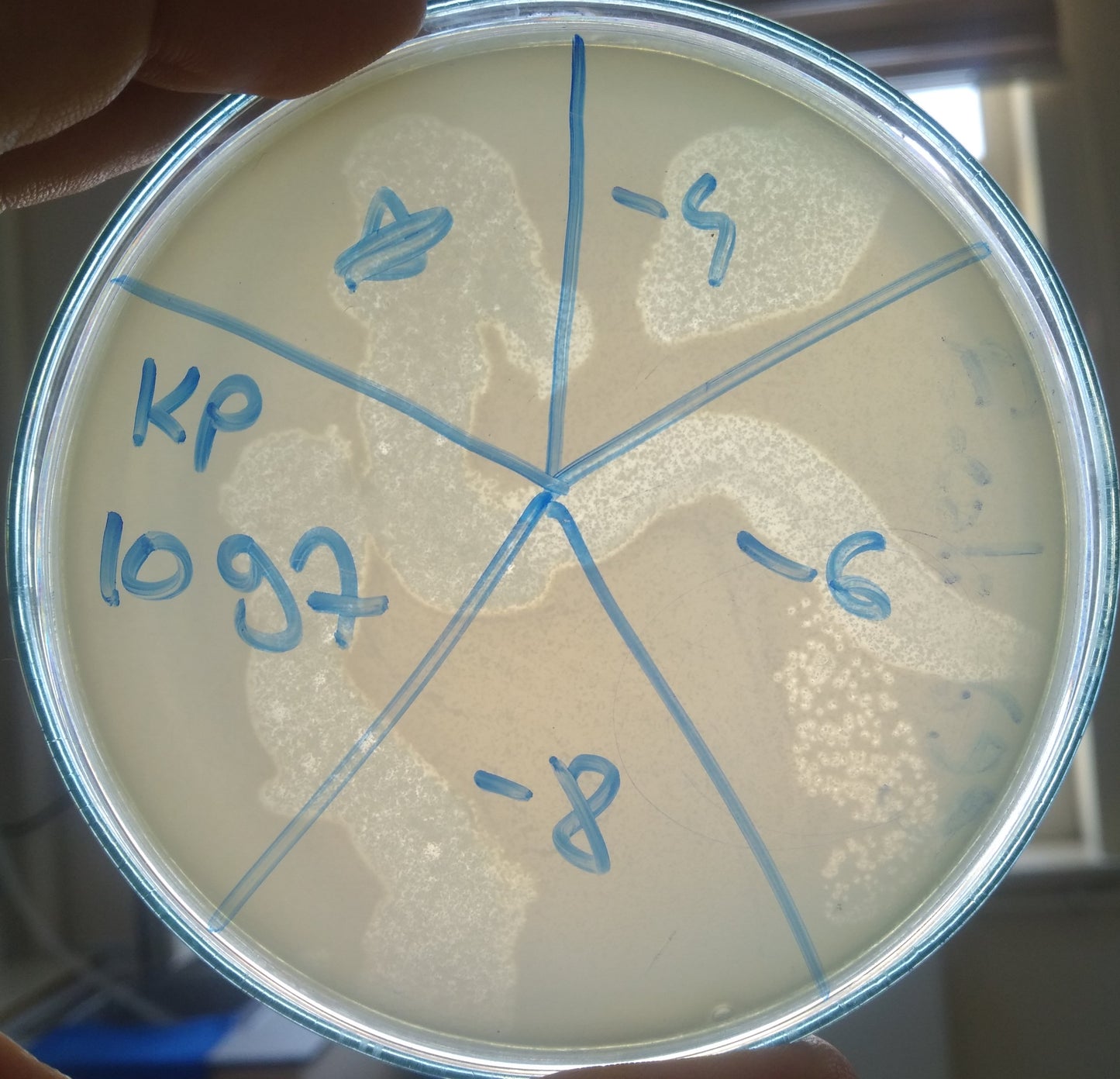 Klebsiella pneumoniae bacteriophage 181097A