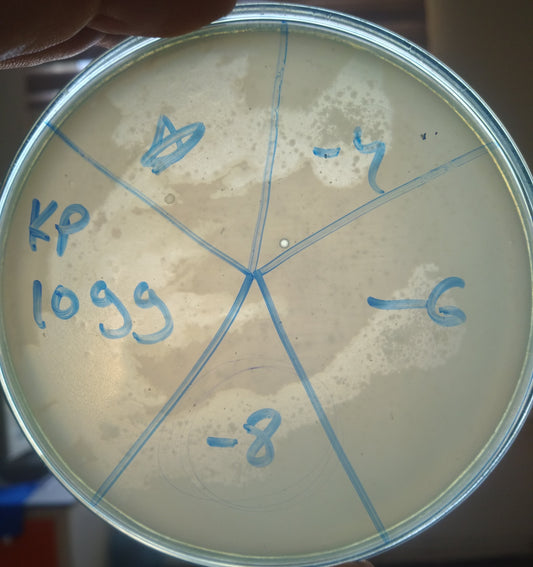 Klebsiella pneumoniae bacteriophage 181099A