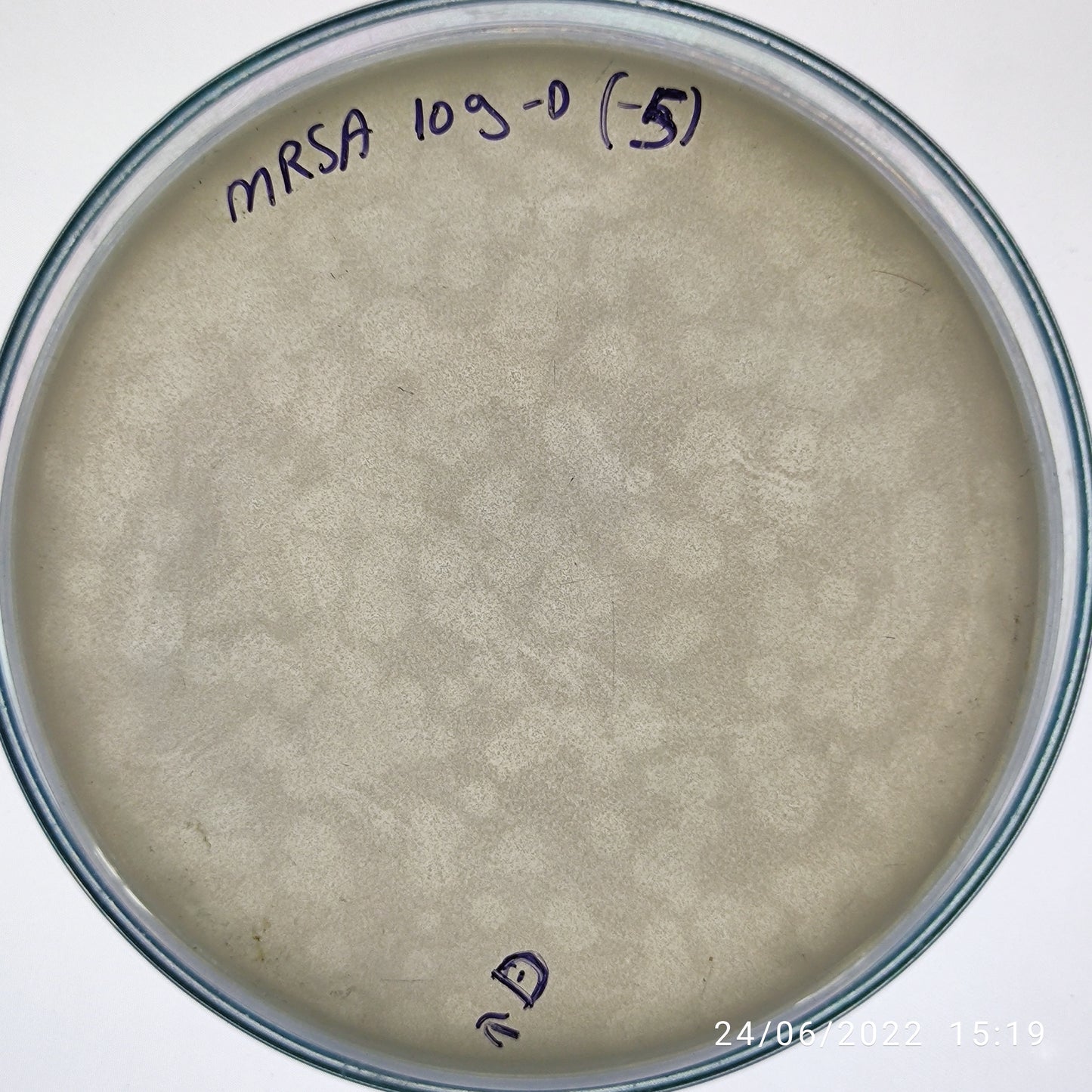 Staphylococcus aureus bacteriophage 150109D