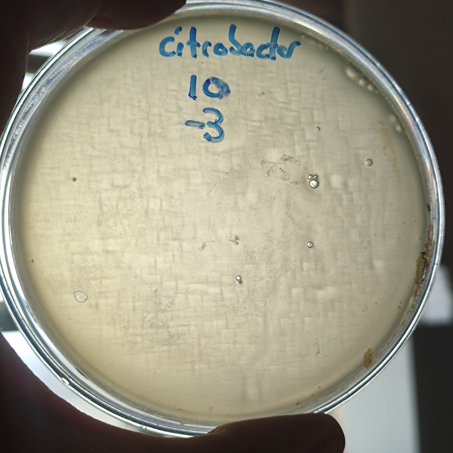 Citrobacter koseri bacteriophage 200010D