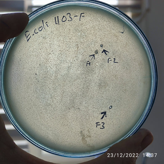 Escherichia coli bacteriophage 101103