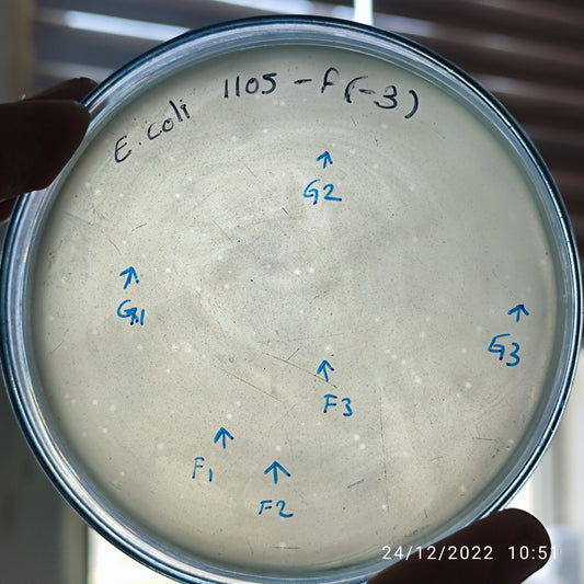 Escherichia coli bacteriophage 101105G